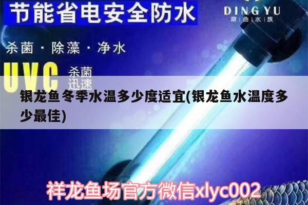 銀龍魚冬季水溫多少度適宜(銀龍魚水溫度多少最佳)