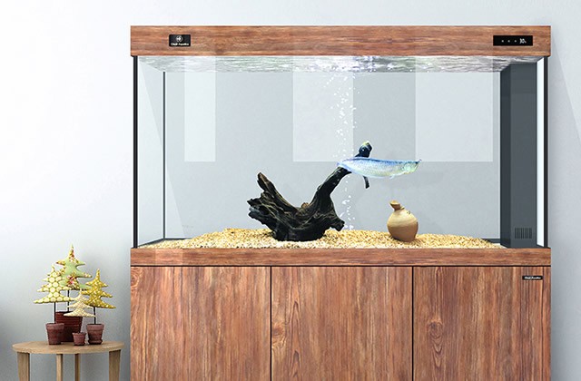 泗陽哪里能買到魚缸水（泗陽哪里能買到魚缸水泥）