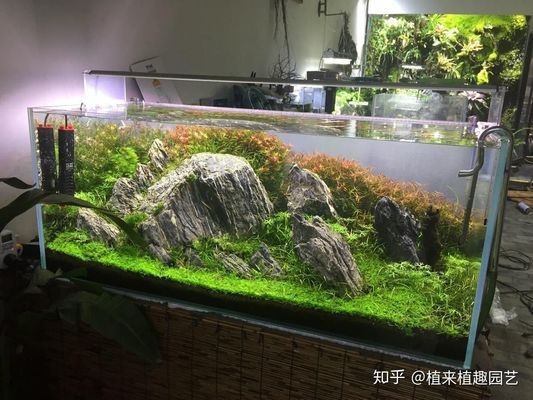 溫江魚缸批發(fā)市場在哪里啊幾點開門營業(yè)（溫江魚缸批發(fā)市場在哪里啊幾點開門營業(yè)的）
