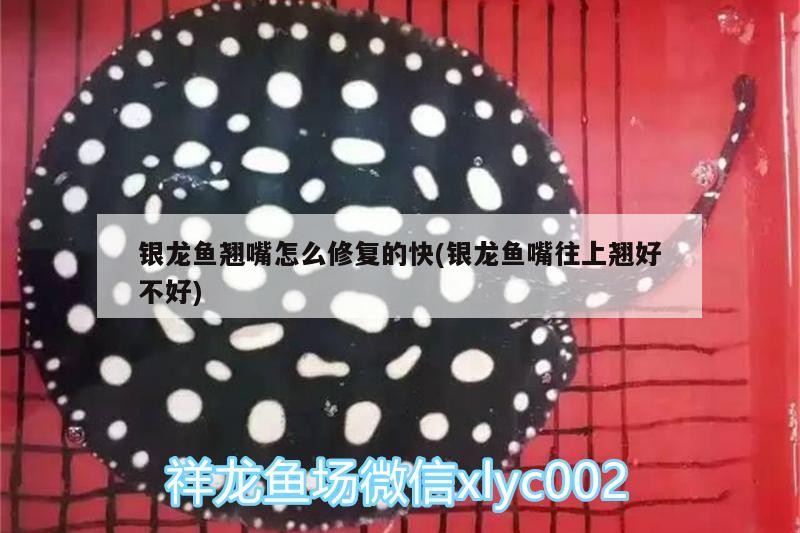 銀龍魚翹嘴怎么修復的快(銀龍魚嘴往上翹好不好) 銀龍魚翹嘴怎么修復的快(銀龍魚嘴往上翹好不好) 銀龍魚百科