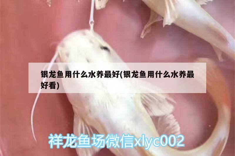 銀龍魚用什么水養最好(銀龍魚用什么水養最好看)