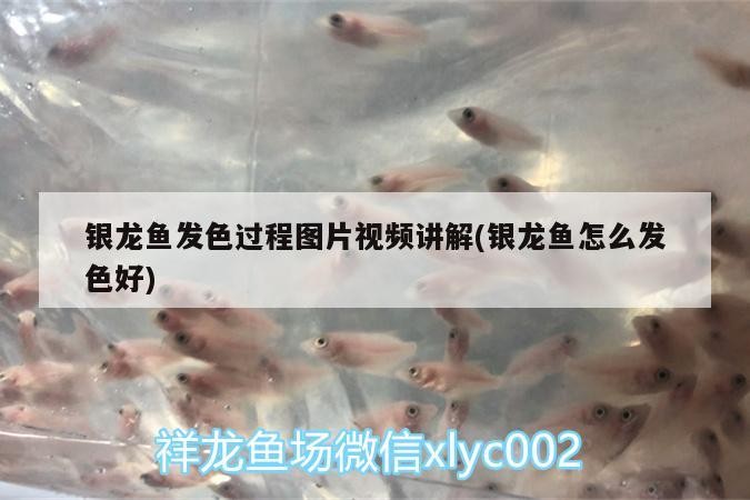 銀龍魚發色過程圖片視頻講解(銀龍魚怎么發色好) 銀龍魚發色過程圖片視頻講解(銀龍魚怎么發色好) 銀龍魚百科