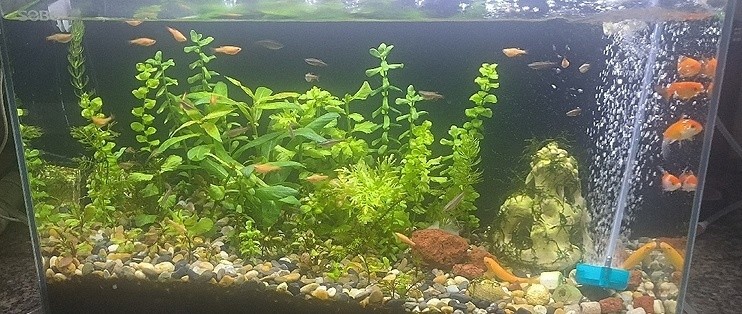 招財(cái)貓可以跟魚缸放一起招財(cái)嗎（招財(cái)貓可以跟魚缸放一起招財(cái)嗎好嗎）
