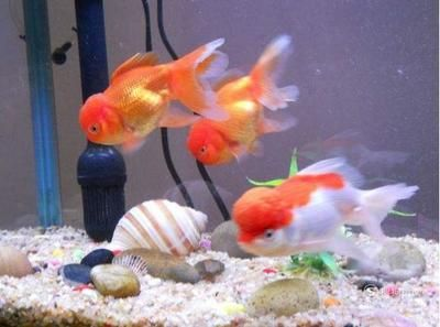 大魚缸養(yǎng)什么好：關于大魚缸養(yǎng)殖的一些建議