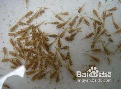 1～3厘米的金龍魚苗吃什么 1～3厘米的金龍魚苗吃什么 龍魚百科 第5張
