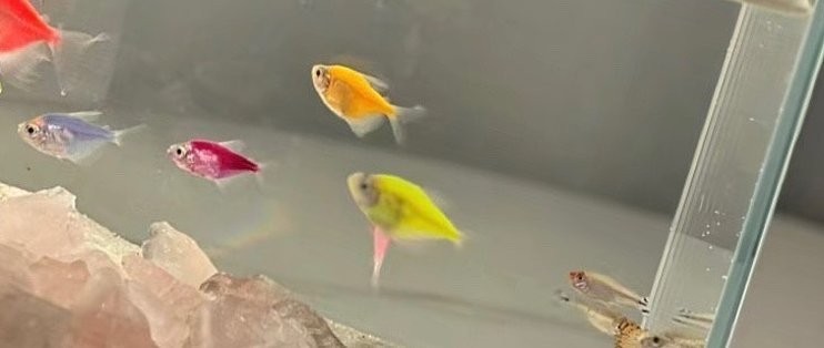 1～3厘米的金龍魚苗吃什么 1～3厘米的金龍魚苗吃什么 龍魚百科 第6張