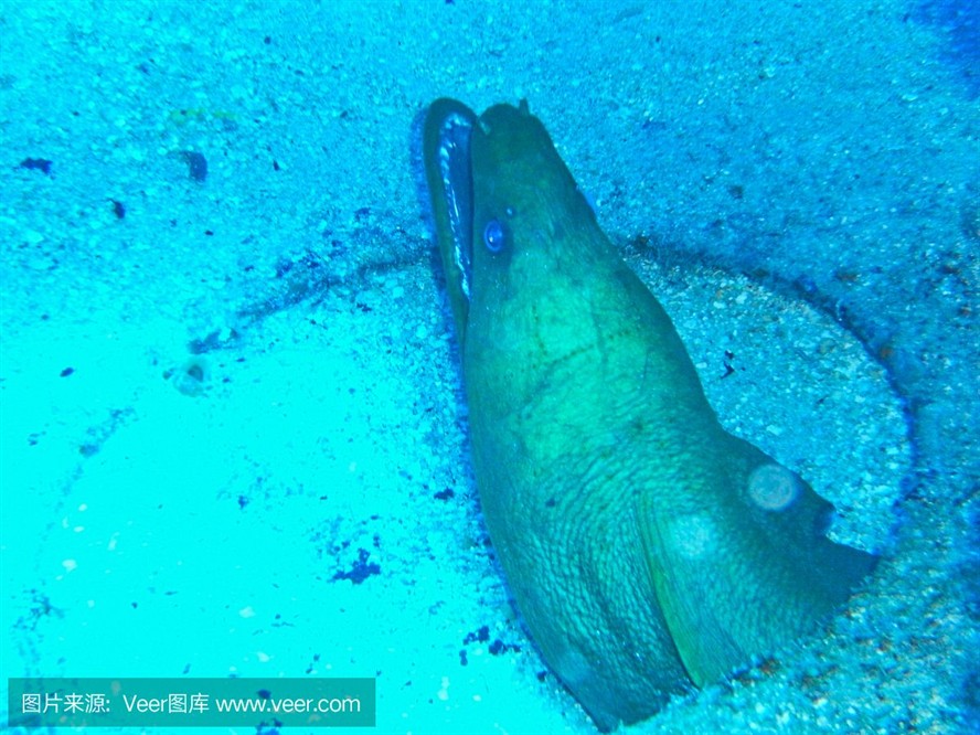 魟魚會扎其它魚嗎：魟魚會扎其他魚嗎