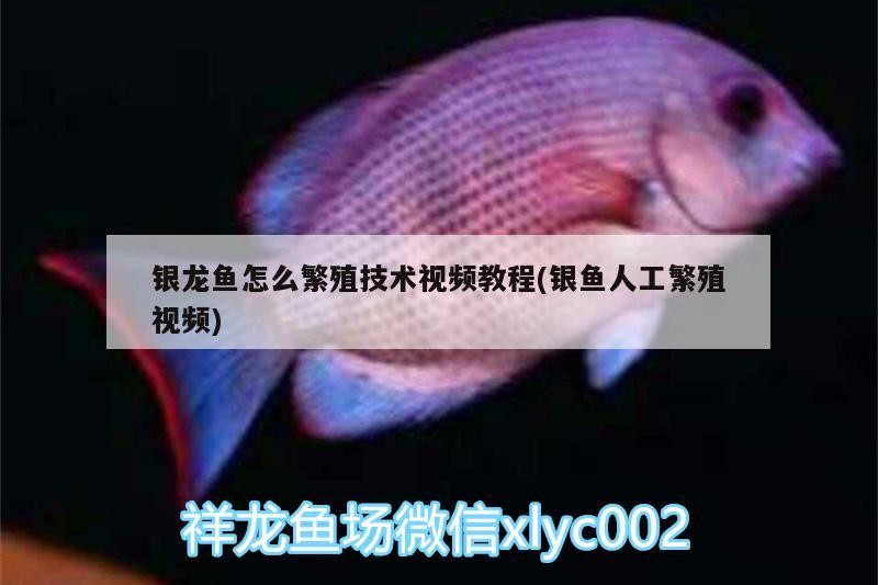 銀龍魚怎么繁殖技術視頻教程(銀魚人工繁殖視頻)