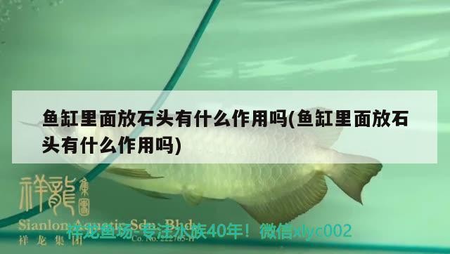 魚缸里面放石頭有什么作用嗎(魚缸里面放石頭有什么作用嗎)