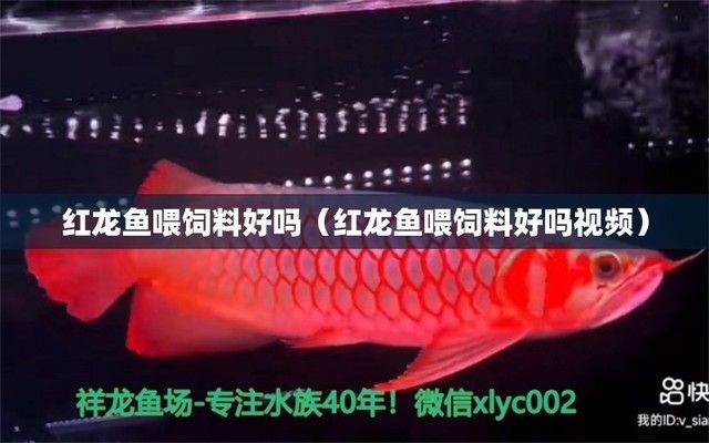 紅龍魚飼料礦物質重要性：紅龍魚飼料中礦物質的重要性