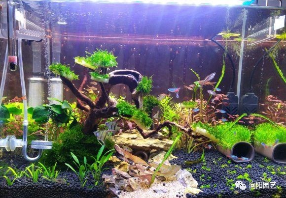 北方魚缸水草怎么養好：在北方養好魚缸水草需要注意以下幾個方面 北方魚缸水草怎么養好：在北方養好魚缸水草需要注意以下幾個方面 魚缸百科 第1張