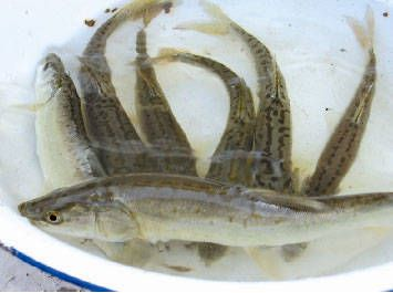 虎魚(yú)吃魚(yú)視頻：虎魚(yú)吃魚(yú)的相關(guān)視頻及資料