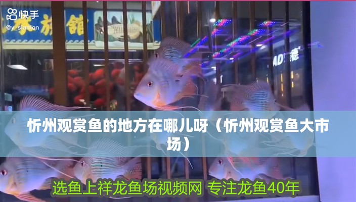 忻州紅龍魚價格2688貴嗎？