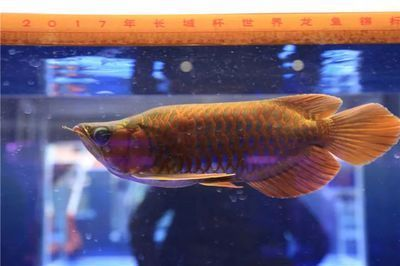 忻州紅龍魚價格2688貴嗎？