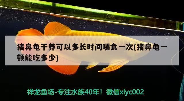 豬鼻龜干養(yǎng)可以多長時間喂食一次(豬鼻龜一頓能吃多少)