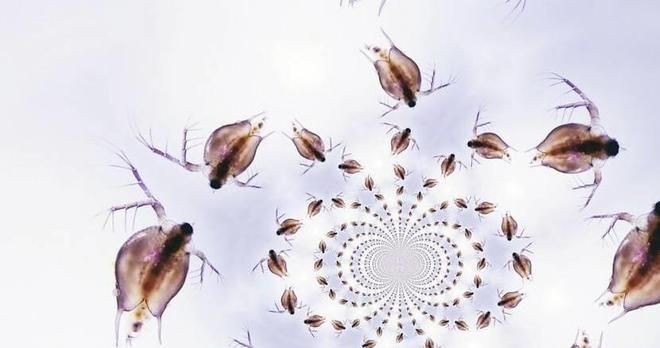 詳細(xì)閱讀:金龍魚(yú)苗喂食指南:金龍魚(yú)苗喂養(yǎng)指南 金龍魚(yú)苗喂食指南:金龍魚(yú)苗喂養(yǎng)指南