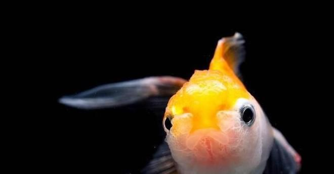 金龍魚苗喂食指南：金龍魚苗喂養指南