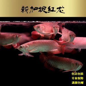 新加坡練手紅龍魚是什么意思：養殖新加坡練手紅龍魚需要注意的幾個方面