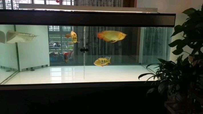 圖騰金龍魚飼料保存方法：圖騰金龍魚飼料的保存方法