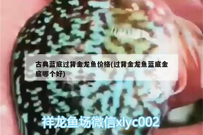 古典藍底過背金龍魚價格(過背金龍魚藍底金底哪個好)