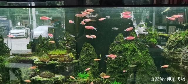 大魚缸養小魚：大魚缸養小魚在大魚缸中養小魚需要注意什么問題