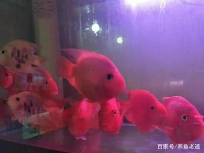 大魚缸養小魚：大魚缸養小魚在大魚缸中養小魚需要注意什么問題