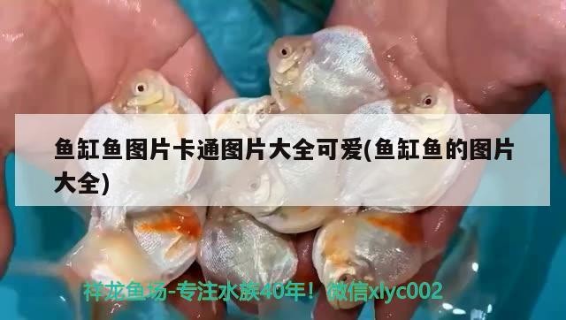 豬鼻龜離水多長時間可以活(豬鼻龜能離水多久) 豬鼻龜離水多長時間可以活(豬鼻龜能離水多久) 豬鼻龜百科 第1張