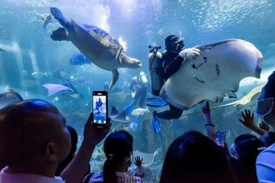 長(zhǎng)沙水族館vs祥龍魚場(chǎng)（長(zhǎng)沙水族館與祥龍魚場(chǎng)之間的差異需要明確兩者的區(qū)別）