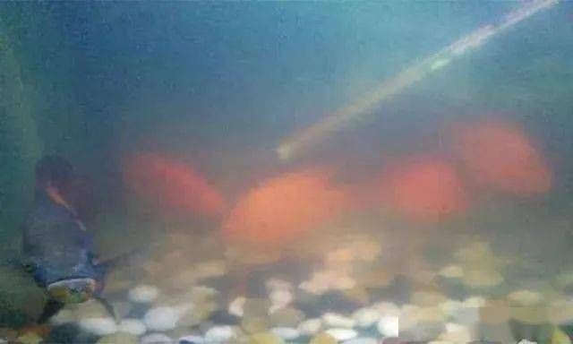 魚缸水有點泛白，如何快速建立硝化系統？蛋白蟲的危害防治方法