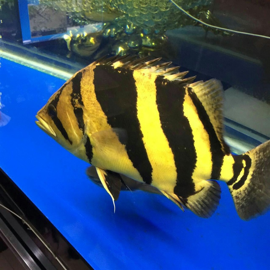 虎魚(yú)全黑 虎魚(yú)全黑 虎魚(yú)百科 第3張