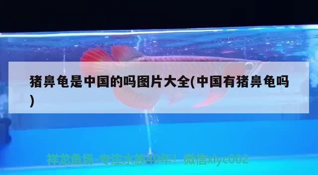 豬鼻龜是中國的嗎圖片大全(中國有豬鼻龜嗎) 豬鼻龜是中國的嗎圖片大全(中國有豬鼻龜嗎) 豬鼻龜百科