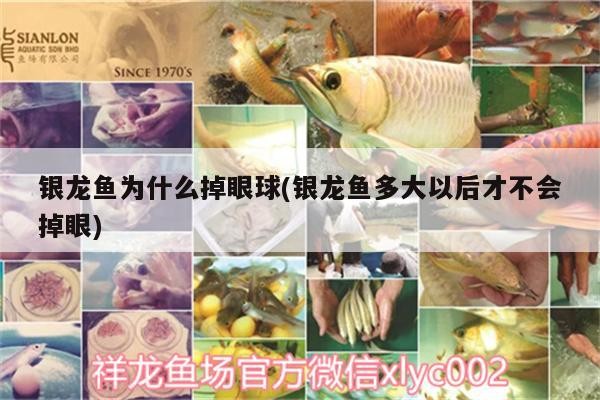 銀龍魚(yú)為什么掉眼球(銀龍魚(yú)多大以后才不會(huì)掉眼) 銀龍魚(yú)為什么掉眼球(銀龍魚(yú)多大以后才不會(huì)掉眼) 銀龍魚(yú)百科