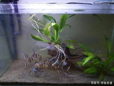 虎皮魚的飼養方式：虎皮魚在魚缸上層游動可能會讓我們對虎皮魚進行健康