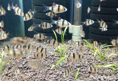 虎皮魚的飼養方式：虎皮魚在魚缸上層游動可能會讓我們對虎皮魚進行健康