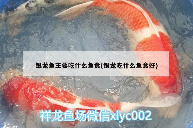 銀龍魚主要吃什么魚食(銀龍吃什么魚食好)