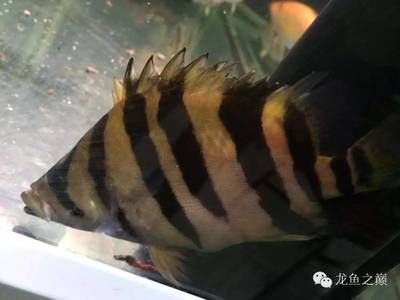 養虎魚溫度多少狀態最好：養虎魚溫度多少最好