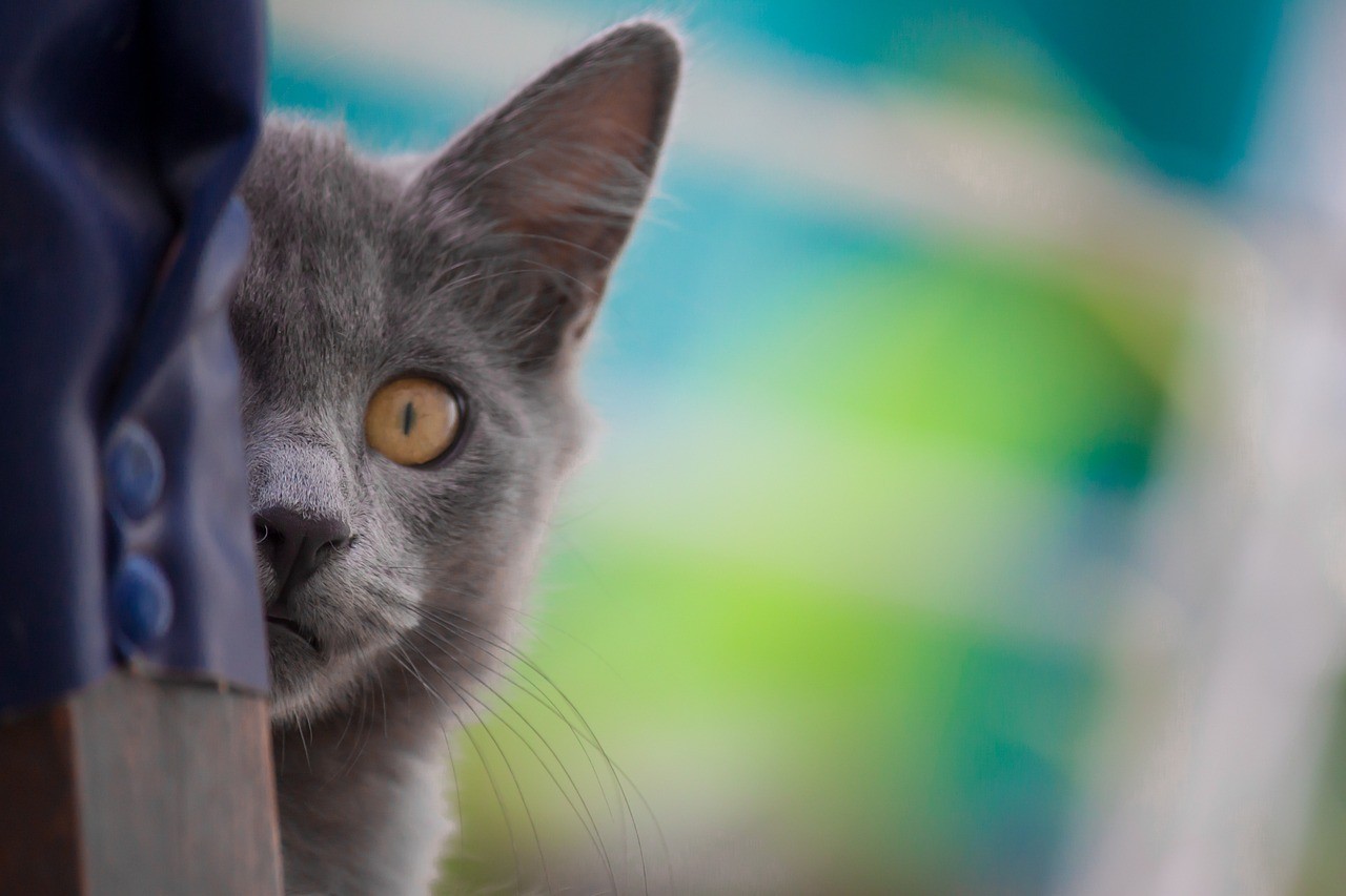 什么叫過背金龍魚圖片大全（過背金龍魚飼養技巧）