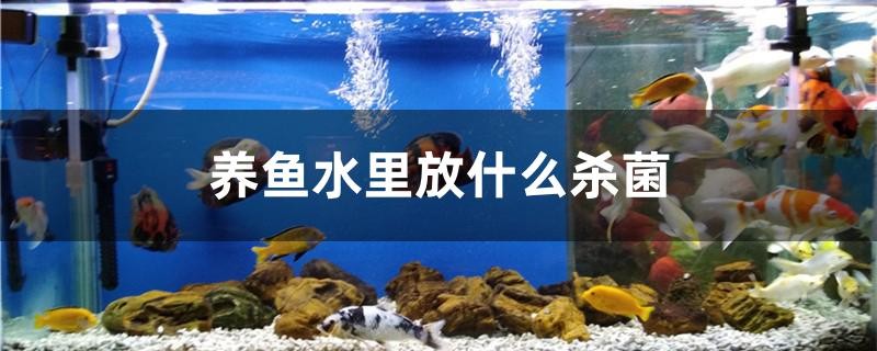 養魚水里放什么殺菌