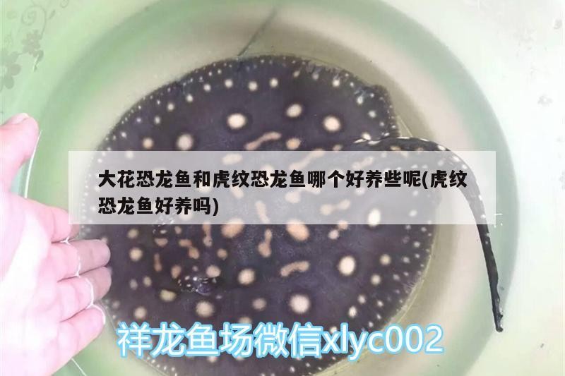 過背金龍魚的壽命有多長時(shí)間(金龍魚壽命是多長)