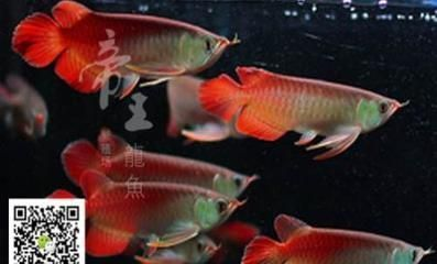 太原水族館vs祥龍魚場（太原水族館和祥龍魚場哪個好）