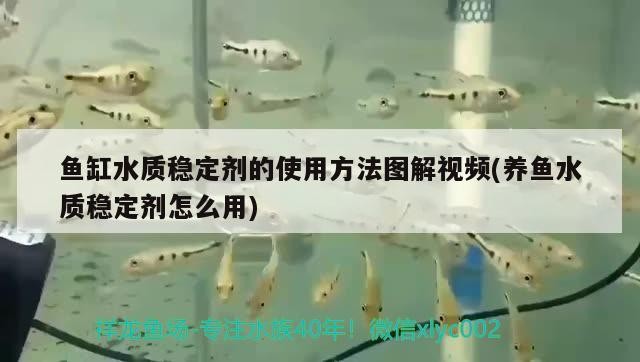 過背金龍魚苗多少錢一條圖片（想買一些金龍魚苗，請問大家南寧金龍魚苗價）