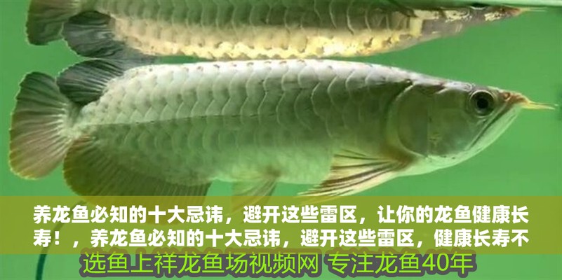 養(yǎng)龍魚10大忌 龍魚百科 第2張 養(yǎng)龍魚10大忌 養(yǎng)龍魚10大忌 龍魚百科 第2張