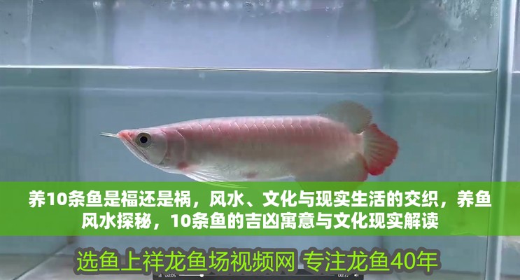養(yǎng)龍魚10大忌 龍魚百科 第4張 養(yǎng)龍魚10大忌 養(yǎng)龍魚10大忌 龍魚百科 第4張