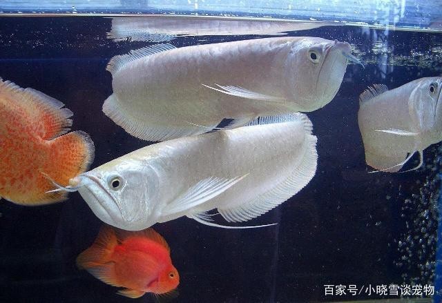 養(yǎng)龍魚10大忌 龍魚百科 第5張 養(yǎng)龍魚10大忌 養(yǎng)龍魚10大忌 龍魚百科 第5張