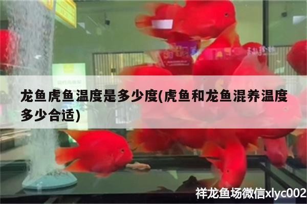 龍魚虎魚溫度是多少度(虎魚和龍魚混養溫度多少合適)
