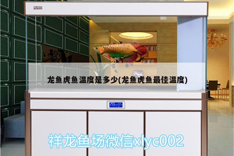 龍魚虎魚溫度是多少(龍魚虎魚最佳溫度) 龍魚虎魚溫度是多少(龍魚虎魚最佳溫度) 虎魚百科