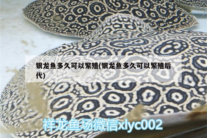 魚缸過濾器選購指南:自制魚缸過濾器魚缸上置過濾器對于養魚愛好者的必備知識 銀龍魚多久可以繁殖(銀龍魚多久可以繁殖后代) 銀龍魚百科 銀龍魚多久可以繁殖(銀龍魚多久可以繁殖后代) 銀龍魚多久可以繁殖(銀龍魚多久可以繁殖后代) 銀龍魚百科