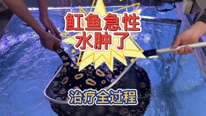 魟魚針劑作用是什么：魟魚針劑的主要作用包括治療腸炎和預防腸炎和預防腸炎
