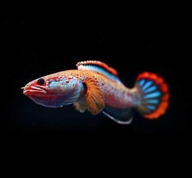 龍魚需要24小時開燈嗎為什么vs祥龍魚場：龍魚夜間照明對健康影響如何科學(xué)安排龍魚光照