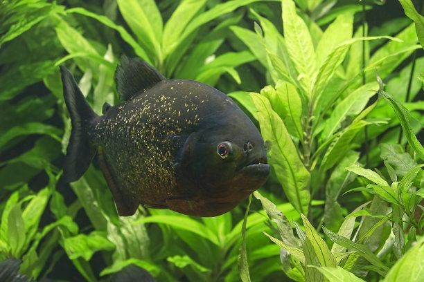 純黑虎魚：如何讓你的虎魚看起來更明亮
